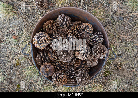Rostigen Eimer voller Kiefernzapfen Stockfoto