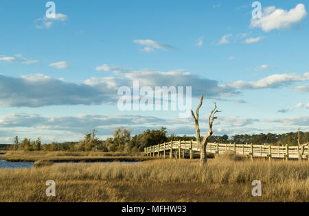 Riesige entwurzelte Baum Aalen in der North Carolina Sonne. Mutter Natur zeigt ihre Wurzeln knorriger und interessant! Stockfoto