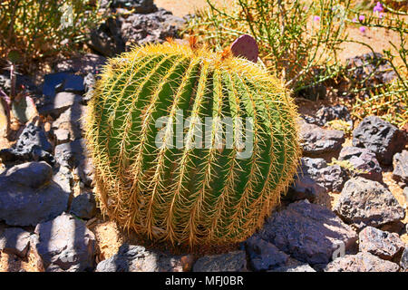 Mexikanische Fire Barrel Kaktus in der Sonora Wüste in Arizona Stockfoto