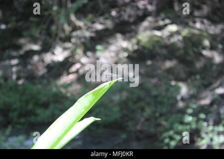 Weiß konfrontiert Kapuziner Affen (Cebus capucinus), Montezuma, Costa Rica Stockfoto