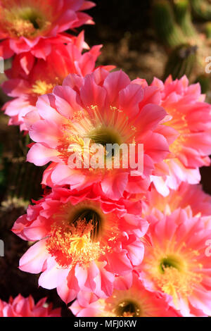 Organ Pipe cactus Riesige rosa Blüten in der Sonora Wüste in Arizona Stockfoto