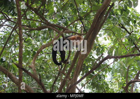 Weiß konfrontiert Kapuziner Affen (Cebus capucinus), Montezuma, Costa Rica Stockfoto