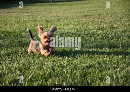 Happy Yorkshire Terrier Hund läuft auf grünem Gras Stockfoto