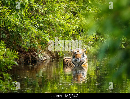 Junge männliche Bengal Tiger (Panthera tigris) ständige Kühlung im Wasser mit Reflexion, Ranthambore Nationalpark, Rajasthan, Nordindien Stockfoto