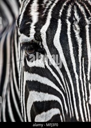 Zebra's Face & Eye Nahaufnahme im Houston Zoo Stockfoto