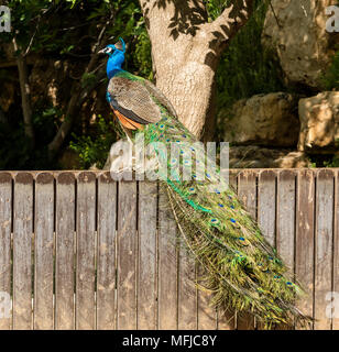 Einen männlichen Pfau stehend auf einem hölzernen Zaun an einem sonnigen Tag Stockfoto