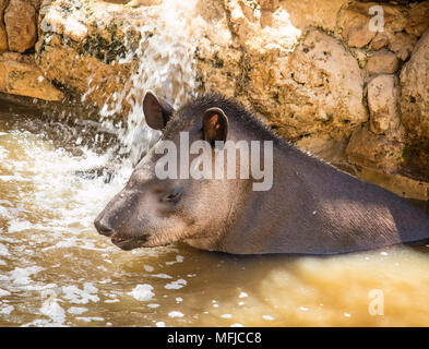 Ein brasilianischer Tapir baden an einem sonnigen Tag Stockfoto