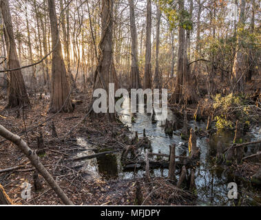 Zypressen und slough am Indischen Lake, Silver River Springs Wald Stockfoto