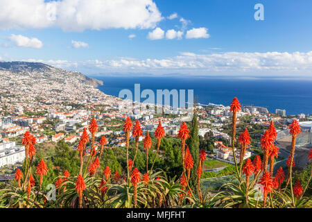 Blick über Funchal, der Hauptstadt von Madeira, Stadt und Hafen mit roten Blumen Kranz Aloe (Aloe arborescens), Madeira, Portugal, Atlantik, Europa Stockfoto