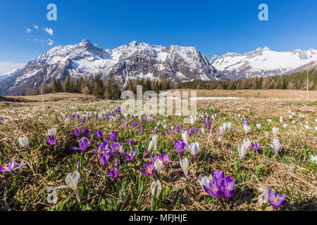 Krokusse im Frühling blühen, Entova Alp, malenco Tal, Provinz von Sondrio, Valtellina, Lombardei, Italien, Europa Stockfoto