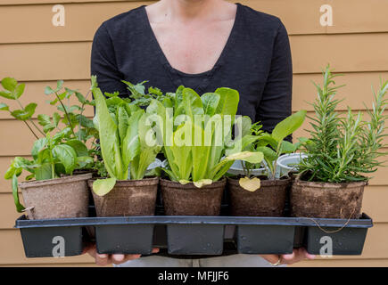 Frau hält Fach der jungen Pflanzen vor dem Einpflanzen Stockfoto