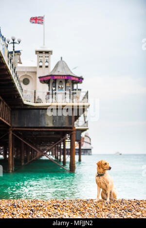 Golden Labrador am Strand von Brighton, Brighton und Hove, East Sussex, England, Vereinigtes Königreich, Europa Stockfoto