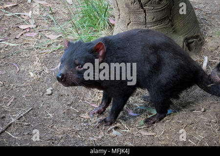 Tasmanische Teufel, Tasmanien, Australien, Pazifik Stockfoto