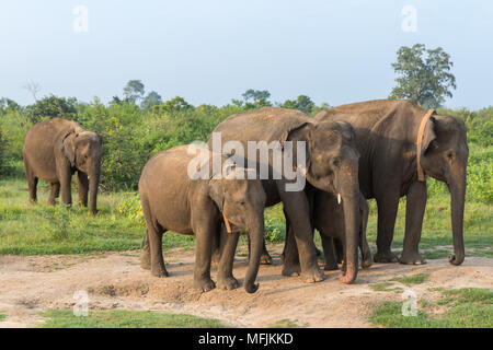 Gruppe von Asiatischen Elefanten in Udawalawe National Park, Sri Lanka, Asien Stockfoto