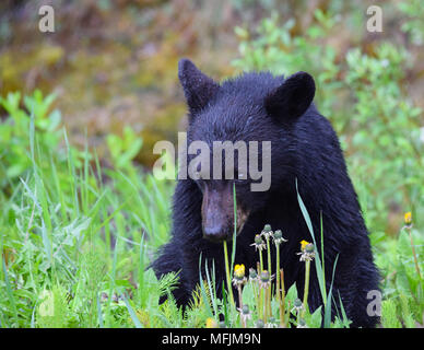 Eine entzückende Black Bear Cub genießt ein Frühstück der Löwenzahn an einem regnerischen kühlen Morgen in den Kanadischen Rocky Mountains in der Nähe von Banff, Alberta Stockfoto