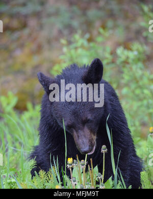 Eine entzückende Black Bear Cub genießt ein Frühstück der Löwenzahn an einem regnerischen kühlen Morgen in den Kanadischen Rocky Mountains in der Nähe von Banff, Alberta Stockfoto