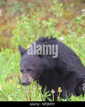 Eine entzückende Black Bear Cub genießt ein Frühstück der Löwenzahn an einem regnerischen kühlen Morgen in den Kanadischen Rocky Mountains in der Nähe von Banff, Alberta Stockfoto