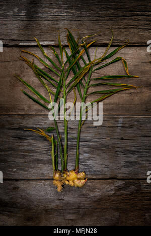 Still life Fotografie im Studio einer Ingwerwurzel und Anlage auf einem urigen, Holz- Hintergrund genommen. Stockfoto