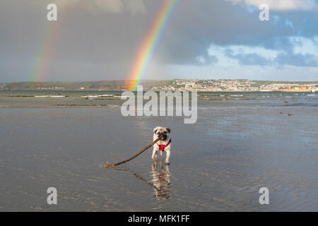 Langen Felsformation, Cornwall, UK. 26. April 2018. UK Wetter. Kurz nach Sonnenaufgang Regenwolken über Newlyn und Penzance verschoben, die Anlass zu diesem einzigen dann doppelten Regenbogen, wie vom Strand bei langen Felsformation, wo Titan der Mops Welpe seinen Morgen spielen am Strand gesehen hatte. Foto: Simon Maycock/Alamy leben Nachrichten Stockfoto