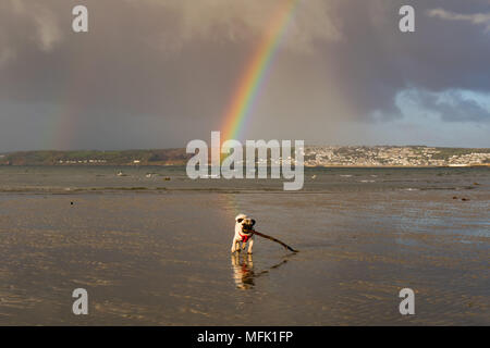 Langen Felsformation, Cornwall, UK. 26. April 2018. UK Wetter. Kurz nach Sonnenaufgang Regenwolken über Newlyn und Penzance verschoben, die Anlass zu diesem einzigen dann doppelten Regenbogen, wie vom Strand bei langen Felsformation, wo Titan der Mops Welpe seinen Morgen spielen am Strand gesehen hatte. Foto: Simon Maycock/Alamy leben Nachrichten Stockfoto