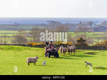 Wigtown, Schottland, Großbritannien. 26. April 2018. UK Wetter. Ein Bauer mit einem Quad über ein Feld mit seinen Schafen Hund stehen auf der Rückseite der Bike Rubrik frühzeitig an die Schafe und Lämmer zu geben, am Morgen der diesigen Sonnenschein. Credit: Skully/Alamy leben Nachrichten Stockfoto