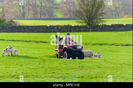 Wigtown, Schottland, Großbritannien. 26. April 2018. UK Wetter. Ein Bauer mit einem Quad über ein Feld mit seinen Schafen Hund stehen auf der Rückseite der Bike Rubrik frühzeitig an die Schafe und Lämmer zu geben, am Morgen der diesigen Sonnenschein. Credit: Skully/Alamy leben Nachrichten Stockfoto