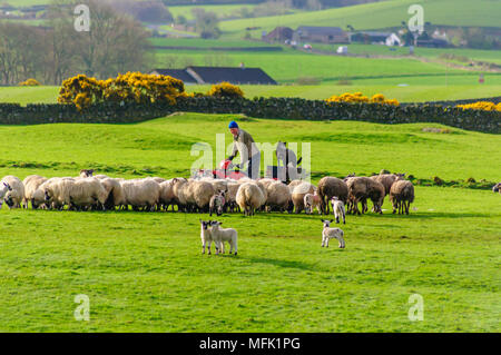 Wigtown, Schottland, Großbritannien. 26. April 2018. UK Wetter. Ein Bauer mit einem Quad über ein Feld mit seinen Schafen Hund stehen auf der Rückseite der Bike Rubrik frühzeitig an die Schafe und Lämmer zu geben, am Morgen der diesigen Sonnenschein. Credit: Skully/Alamy leben Nachrichten Stockfoto