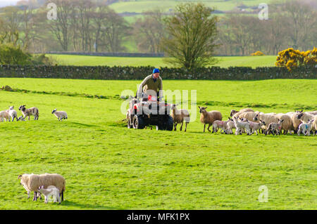 Wigtown, Schottland, Großbritannien. 26. April 2018. UK Wetter. Ein Bauer mit einem Quad über ein Feld mit seinen Schafen Hund stehen auf der Rückseite der Bike Rubrik frühzeitig an die Schafe und Lämmer zu geben, am Morgen der diesigen Sonnenschein. Credit: Skully/Alamy leben Nachrichten Stockfoto