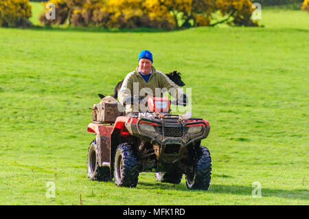 Wigtown, Schottland, Großbritannien. 26. April 2018. UK Wetter. Ein Bauer mit einem Quad über ein Feld mit seinen Schafen Hund stehen auf der Rückseite der Bike Rubrik frühzeitig an die Schafe und Lämmer zu geben, am Morgen der diesigen Sonnenschein. Credit: Skully/Alamy leben Nachrichten Stockfoto