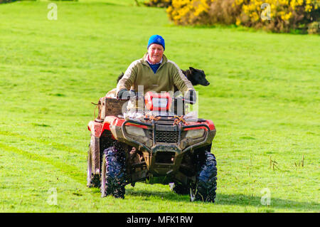 Wigtown, Schottland, Großbritannien. 26. April 2018. UK Wetter. Ein Bauer mit einem Quad über ein Feld mit seinen Schafen Hund stehen auf der Rückseite der Bike Rubrik frühzeitig an die Schafe und Lämmer zu geben, am Morgen der diesigen Sonnenschein. Credit: Skully/Alamy leben Nachrichten Stockfoto