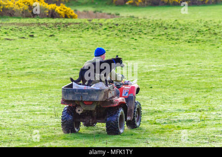 Wigtown, Schottland, Großbritannien. 26. April 2018. UK Wetter. Ein Bauer mit einem Quad über ein Feld mit seinen Schafen Hund stehen auf der Rückseite der Bike Rubrik frühzeitig an die Schafe und Lämmer zu geben, am Morgen der diesigen Sonnenschein. Credit: Skully/Alamy leben Nachrichten Stockfoto