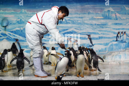 Harbin, Heilongjiang Provinz Chinas. 26 Apr, 2018. Ein Trainer stellt eine Leistung mit der pinguine am Polarland Harbin in Harbin, der Hauptstadt der Provinz Heilongjiang im Nordosten Chinas, 26. April 2018. Credit: Wang Jianwei/Xinhua/Alamy leben Nachrichten Stockfoto