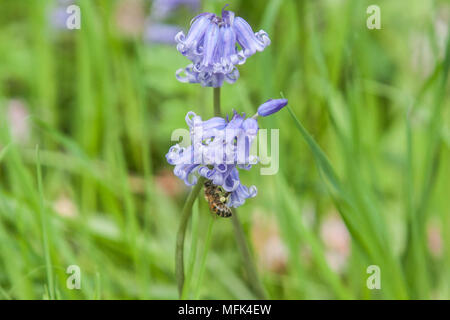 London, Großbritannien. 26. April 2018. UK Wetter: ein Honig Biene pollinates ein Bluebell Blume in Wimbledon Common als Bluebell Saison normalerweise Peaks zwischen April und Mai Credit: Amer ghazzal/Alamy leben Nachrichten Stockfoto