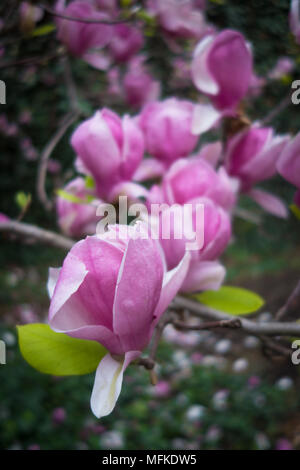 Schöne rosa Magnolien in voller Blüte Stockfoto