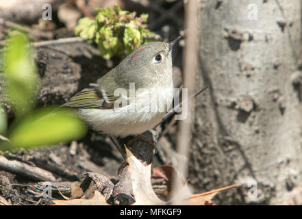 Ruby - gekrönte kinglet [Regulus Calendula]. Central Park, NYC. Stockfoto