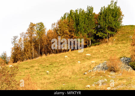 Natur in Geilo Hardangervidda Plateau, Norwegen, Europa. Stockfoto