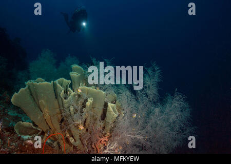 Herrliche Farben und Formen der Korallen in den Ceram Meer, Raja Ampat, West Papua, Indonesien Stockfoto