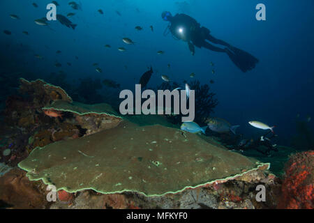 Herrliche Farben und Formen der Korallen in den Ceram Meer, Raja Ampat, West Papua, Indonesien Stockfoto