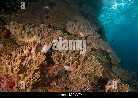 Herrliche Farben und Formen der Korallen in den Ceram Meer, Raja Ampat, West Papua, Indonesien Stockfoto