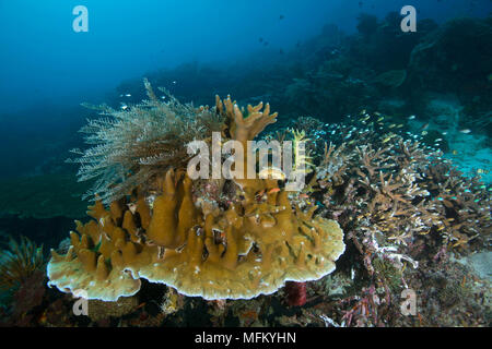 Herrliche Farben und Formen der Korallen in den Ceram Meer, Raja Ampat, West Papua, Indonesien Stockfoto