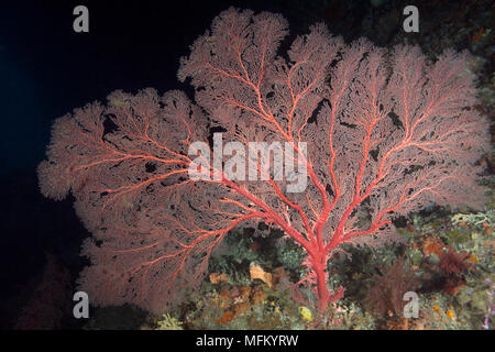 Erstaunliche meer Lüfter in der Ceram Meer. Schönen und bunten Weichkorallen. Bild wurde in Raja Ampat, West Papua, Indonesien Stockfoto