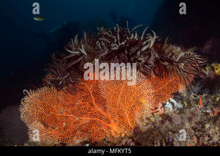 Herrliche Farben und Formen der Korallen in den Ceram Meer, Raja Ampat, West Papua, Indonesien Stockfoto