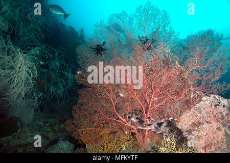 Erstaunliche meer Lüfter in der Ceram Meer. Schönen und bunten Weichkorallen. Bild wurde in Raja Ampat, West Papua, Indonesien Stockfoto