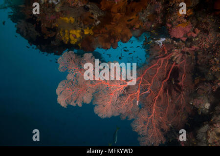 Erstaunliche meer Lüfter in der Ceram Meer. Schönen und bunten Weichkorallen. Bild wurde in Raja Ampat, West Papua, Indonesien Stockfoto