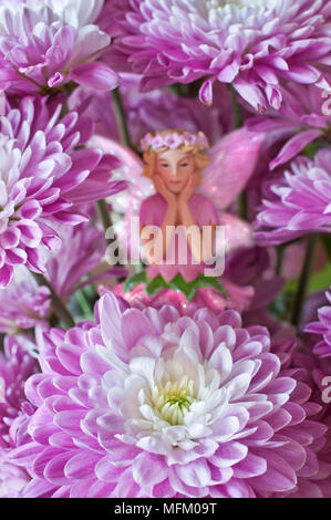 Blumenfee hinter aster Blumen im Garten versteckt Stockfoto