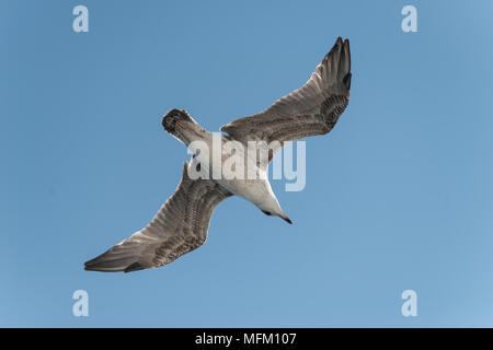 Nahaufnahme des Vogels auf dem Hintergrund des blauen Himmels. Isoliert Foto des Fliegens White Gull mit gestreckten Flügeln Stockfoto