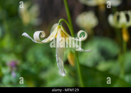 Nahaufnahme der einzelnen weißen fawn Lily flower mit skurrilen eingerollte Blütenblätter in vertikale Position Stockfoto