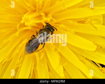 Winzige Bergbau Biene (Andrena sp.) auf ein Löwenzahn im Westen des Bundesstaates Washington, USA Stockfoto