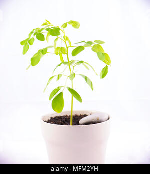 Kleine Topfpflanze von Moringa (Moringa oleifera Lam.) isoliert auf Weiss - auch als Bitter Gurke oder drumstick bekannt Stockfoto