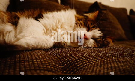 Flauschige, Tabby, Langhaar Katze Braun/Weiß Stockfoto